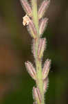 Carolina false vervain